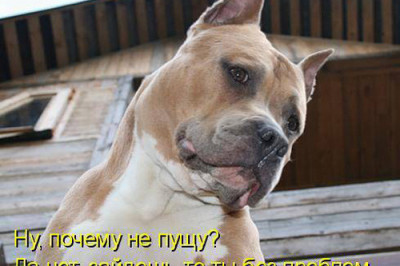 Собаки очень не против прикольнуться