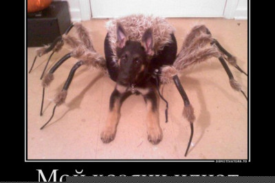 Хозяин наверное сошел с ума