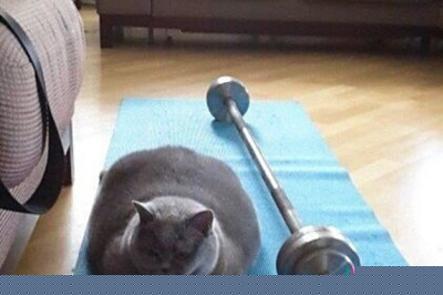 Коты и спортивные снаряды