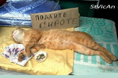 Коты собирают помощь на вискас 