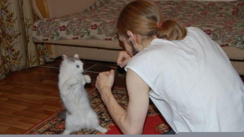 Коты в боксерском поединке