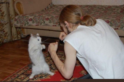 Коты в боксерском поединке