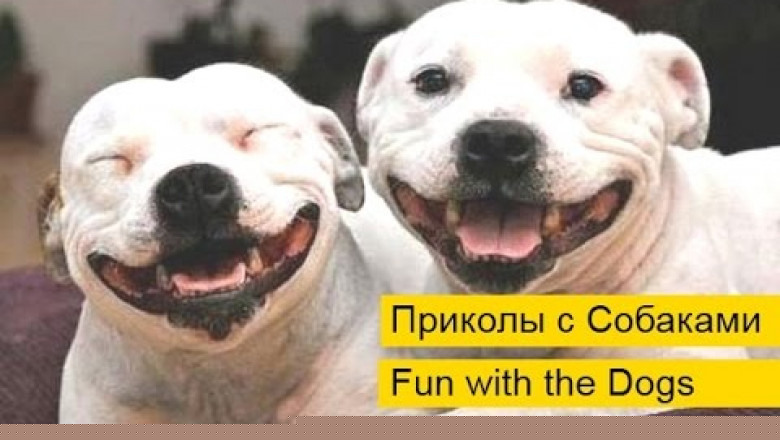 Смешные приколы с собаками 