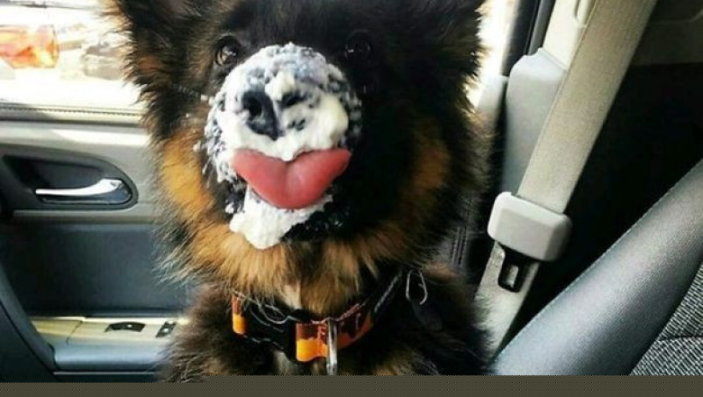 Умилительные фотоснимки щенков 