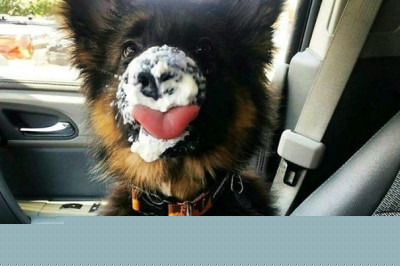 Умилительные фотоснимки щенков 