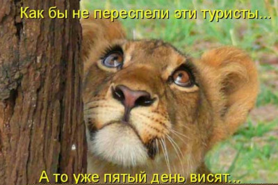 Животных нельзя не любить - ведь они такие прикольные!