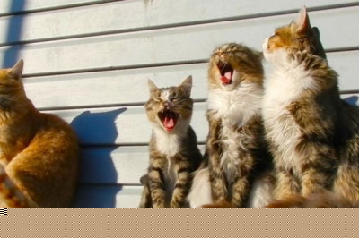 Зевота у кошек 