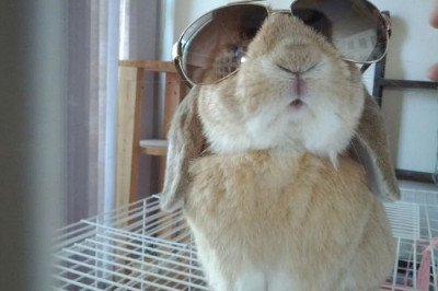 Братцы кролики