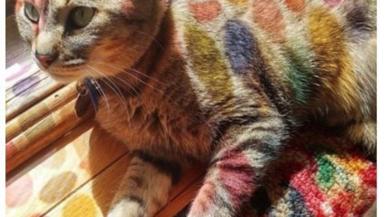 Дети разукрасили кота