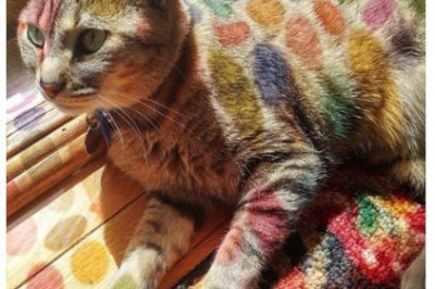 Дети разукрасили кота