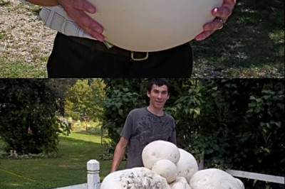 Хороший урожай грибов