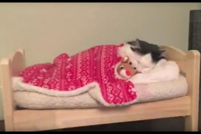 Кошка укладывается в кроватку 