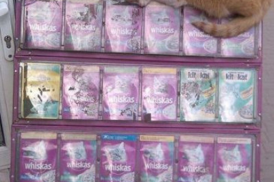 Милые киски 