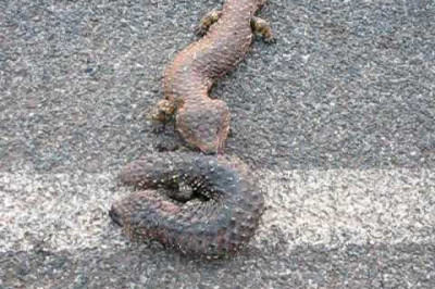 Потомок дракона и кедровой шишки 