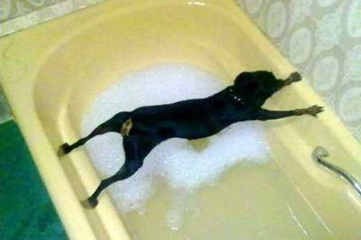 Принципиальные животные