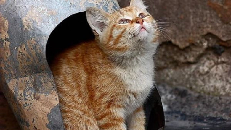 Размышлялки вслух 