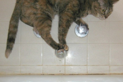 У кота безвыходная ситуация