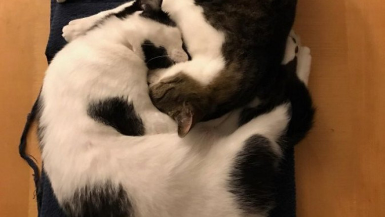 Умилительные котики 