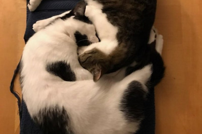 Умилительные котики 