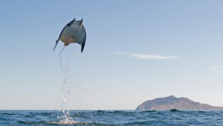 Бэтман  на свободе 