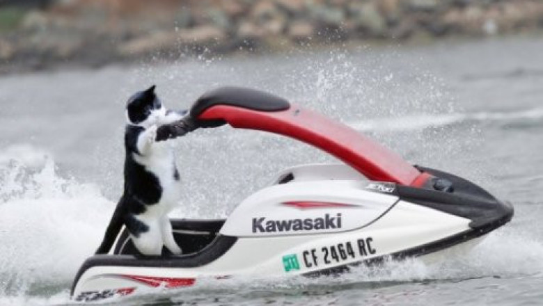 Коты - экстремалы 