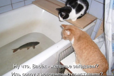 Кот в ванной ловит рыбу