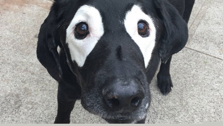 Шутки природы 