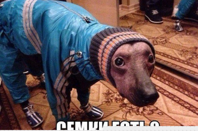 В поисках семок