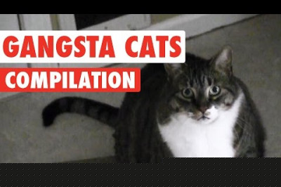 Коты - гангстеры 