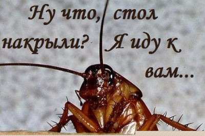 Мелкие обитатели классической хрущевки