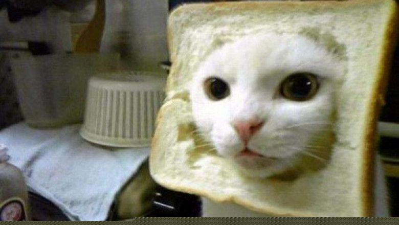 Только рулит  !