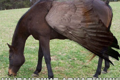 Цыганские авиалинии в России 