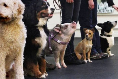 Симпатичные животные и птицы 