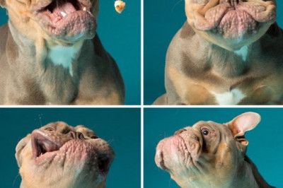 Собаки , которые хотят что-то сказать , но не могут .