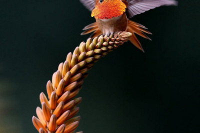 Удивительное творение природы - колибри 