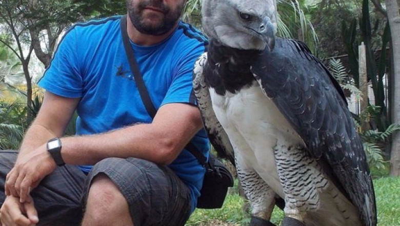 Южноамериканская гарпия 