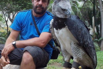 Южноамериканская гарпия 