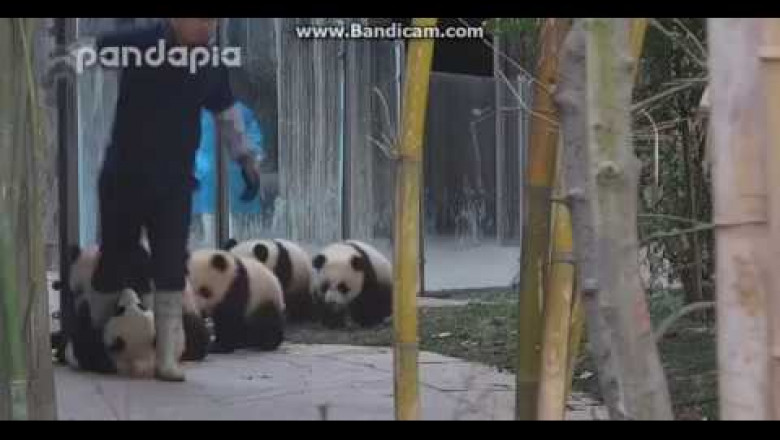 Панды разули смотрителя 