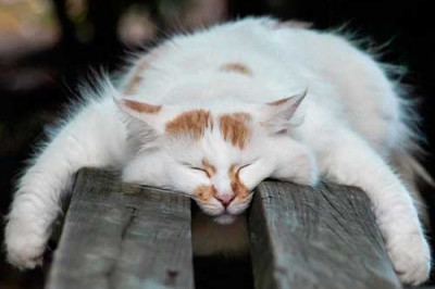 Сон не только для слабаков