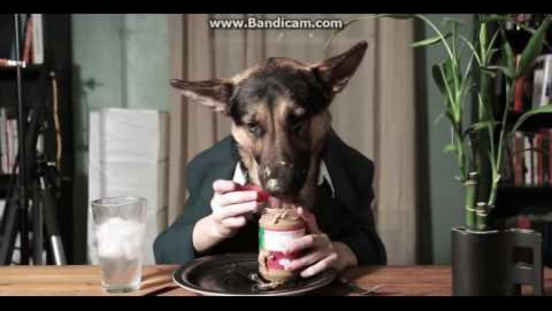 Трапеза четвероногого аристократа 