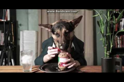 Трапеза четвероногого аристократа 