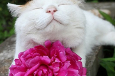 Улыбающиеся коты !