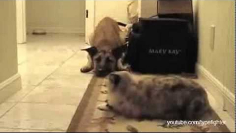 Из жизни собак и кошек 