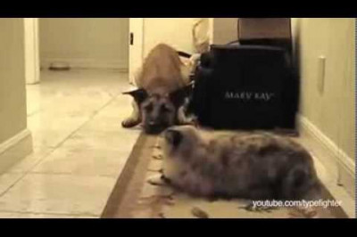 Из жизни собак и кошек 