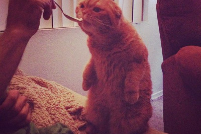 Котики для настроения 