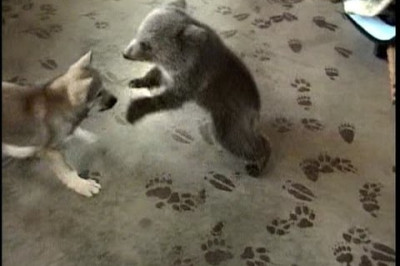 Медвежонок и волчонок 