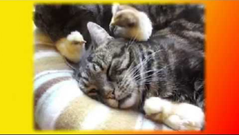 Создай себе позитивное  настроение !