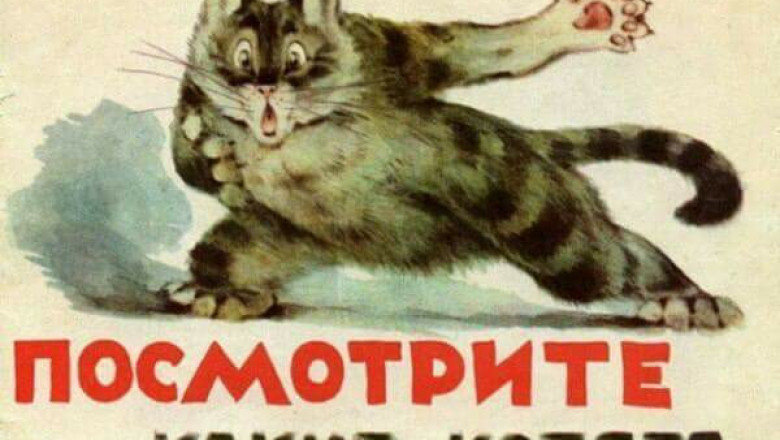 Котики как наше отражение 