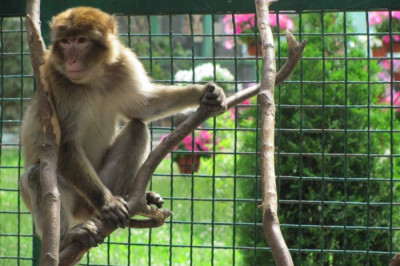 Нереально волосатый человек