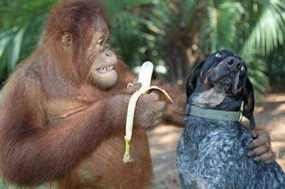 Жалко, что мы не понимаем язык зверушек